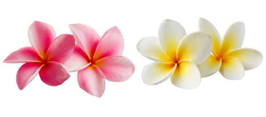 Beautiful Frangipani flower on transparent background, cutout