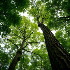 Forest Canopy