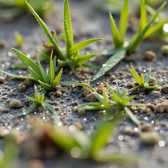 dew drops on marsh grass