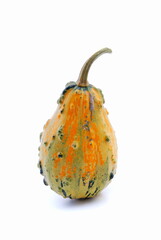 Pumpkin isolated on white, decoration for autumn. 