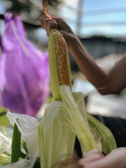 Épi de maïs. Mise au point sélective.