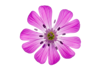 Vibrant pink flower with delicate petals, centered against a stark black backdrop, showcasing intricate detail and soft lighting.