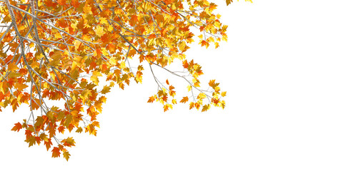 autumn leaves tree branches in corner background