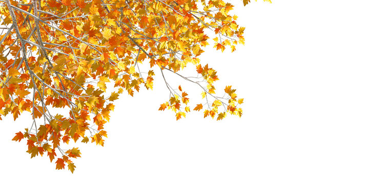 autumn leaves tree branches in corner background