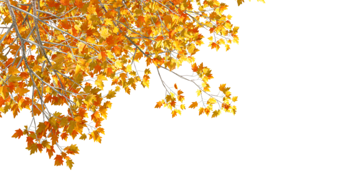 autumn leaves tree branches in corner background