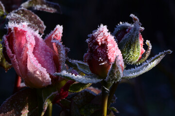 Blumen 1536