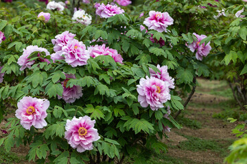 Pink tree peony flowers blooming in the garden.