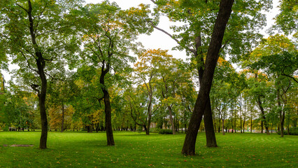 Manicured green lawns with giant maple trees in golden autumn colors and fallen yellow leaves. Mikhailovsky Garden, Saint Petersburg, Russia.