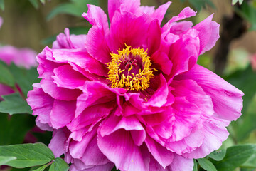 Obraz premium Pink tree peony flowers blooming in the garden.