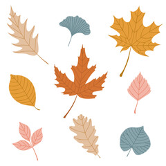 Set of autumn leaves. Oak, maple, and ginkgo leaves. Collection of colorful fall leaf set for pattern, banner, sticker. Flat vector illustration on white background