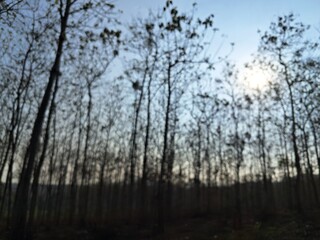 silhouette of teak forest in the dry season