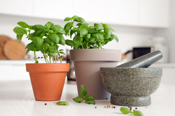 Fresh basil in pots and mortar on table in kitchen