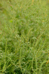 Ambrosia artemisiifolia green plant with pollen inflorescences outdoors
