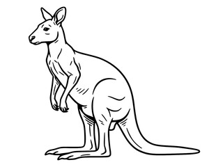 Vector line art illustration Of A Kangaroo.