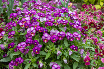Beautiful viola flowers blooming in spring garden.
