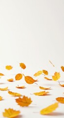 Fallen leaves on a white background