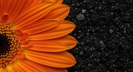 Orange gerbera flower with water droplets on dark background showing natural beauty and freshness. Floral design and botanical concept banner