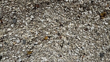 Crushed Shell Aggregate 2025