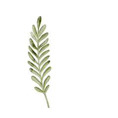 An elegant digital watercolor illustration of a long, fern-like leaf. This graceful graphic is perfect for adding a touch of natural beauty to your holiday designs.