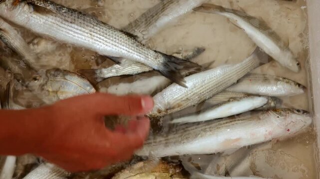 fish on the market, taze balık