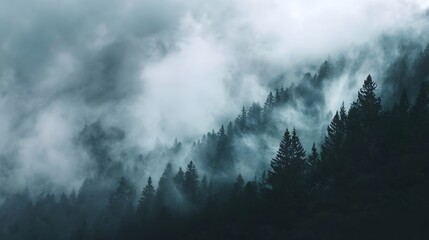Obraz premium Dense evergreen forest shrouded in thick mist and clouds creates a moody and serene mountain landscape