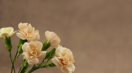 Bouquet of garden carnations on a brown background. Panorama with flowers of small carnations. There is space for text.