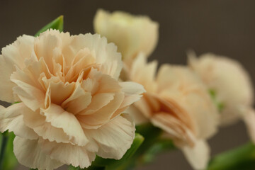 Flowers of small carnation close-up. Macro. Buds of garden carnation on a brown background. Flowers in summer and spring.