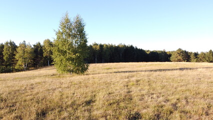 Fototapeta premium Lonely Tree on Meadow with Forest in Background