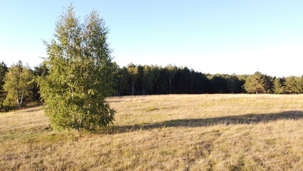 Obraz premium Lonely Tree on Meadow with Forest in Background