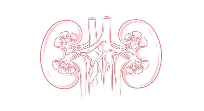 Vector illustration of an anatomical illustration of human kidneys with blood vessels and ureters
