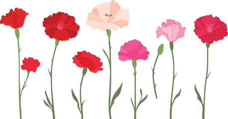 Obraz premium A vibrant collection of seven colorful carnation flowers in varying shades of red and pink on white background