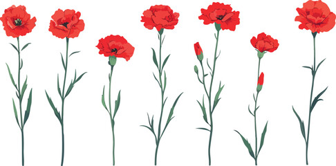 Obraz premium A row of seven vibrant red carnation flowers with green stems and leaves isolated on white