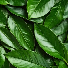Closeup View of Lush Green Leaves.