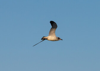 Franklin's gull flying with blue sky