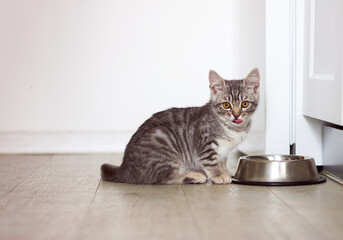 Cute gray tabby kitten sitting in front of bowl with cat food in bright kitchen in house, copy space for text