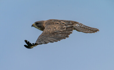Swainson's hawk against blue sky