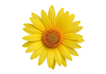 Fototapeta premium A bright yellow daisy flower isolated on white background