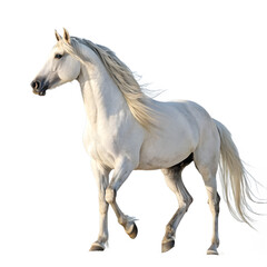 Obraz premium White Andalusian Horse Isolated on Transparent Background Standing Gracefully