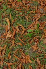Autumn leaves. Dry autumn leaves on grass