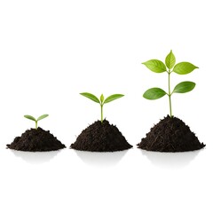 Three plants in different stages of growth isolated on white background