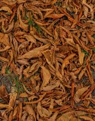 Autumn leaves. Brown autumn Leaves Carpet