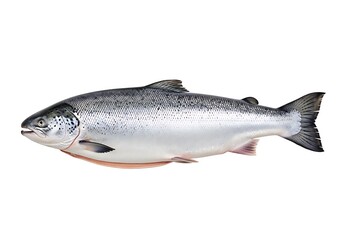 Naklejka premium Fresh salmon fish isolated on white background