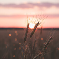 Close-up of wheat ears in golden field at sunset with soft pink sky and warm glowing light