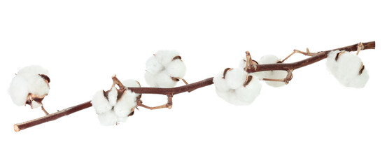 Cotton tree branch with cotton flowers resembling soft wool, isolated on transparent background, full focus stacking for sharp detail and texture © rvlsoft
