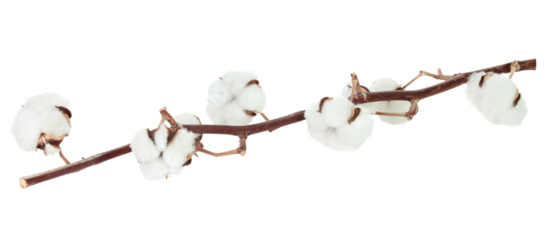 Cotton tree branch with cotton flowers resembling soft wool, isolated on transparent background, full focus stacking for sharp detail and texture