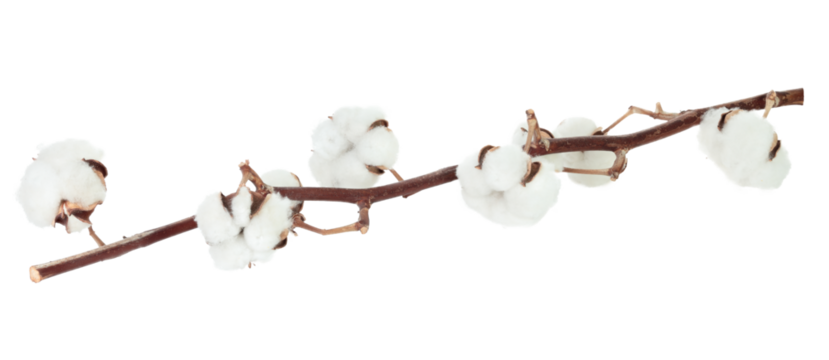 Cotton tree branch with cotton flowers resembling soft wool, isolated on transparent background, full focus stacking for sharp detail and texture