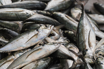fresh fish selling at the wet market fish stall