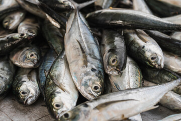 fresh fish selling at the wet market fish stall