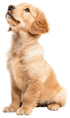 Obraz premium PNG Golden retriever puppy confused background sitting animal.