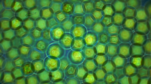 Dynamic Microscopic Life: Vibrant Green Cells and Organisms Pulsating and Moving Under the Microscope